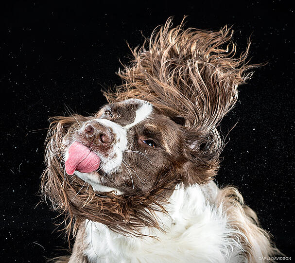 Springer-Spaniel "Katie" zeigt beim Schütteln ihre Zunge.