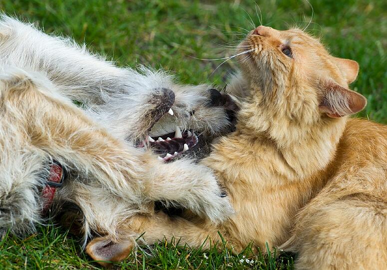 Können durchaus Haustier-Kumpels werden: Hund und Katze.