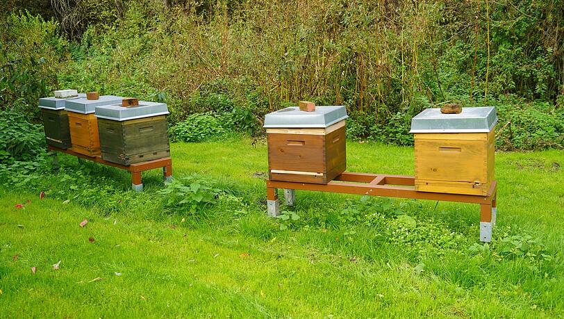 In jedem der fünf Bienenhäuser am Golfplatz lebt ein Bienenvolk, Alexander Bauer hat insgesamt 25. Berufsimker arbeiten mit bis zu 200 Völkern. In jedem der fünf Bienenhäuser am Golfplatz lebt ein Bienenvolk, Alexander Bauer hat insgesamt 25. Berufsimker arbeiten mit bis zu 200 Völkern.