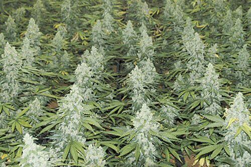 Eine Menge Stoff: Cannabis-Pflanzen im professionellen Anbau