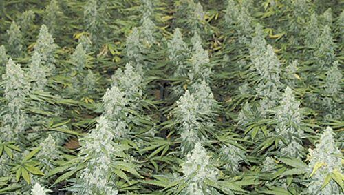 Eine Menge Stoff: Cannabis-Pflanzen im professionellen Anbau Eine Menge Stoff: Cannabis-Pflanzen im professionellen Anbau