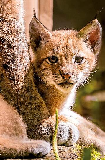 Luchs "Pep"