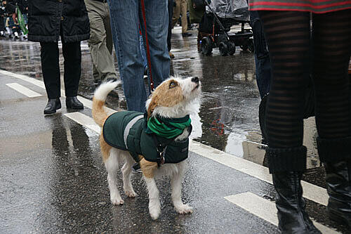 Am Wochenende startet der St. Patricks Day. Hier gibt's Bilder aus den vergangenen Jahren...
