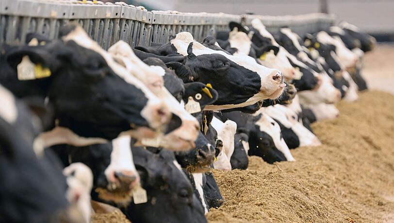 Ein Landwirt aus dem Allgäu ist mit einem Tierhaltungsverbot belegt worden. (Symbolbild)