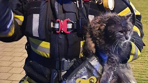 Die Feuerwehr rettete nach eigenen Angaben vier Katzen aus der Brandwohnung. Für zwei Tiere kam leider  jede Hilfe zu spät.