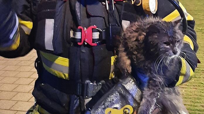 Die Feuerwehr rettete nach eigenen Angaben vier Katzen aus der Brandwohnung. Für zwei Tiere kam leider  jede Hilfe zu spät.