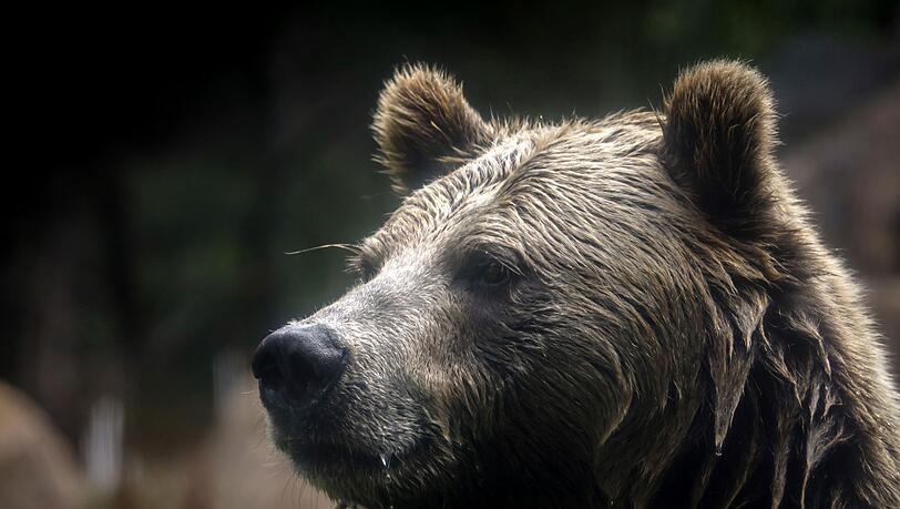 In British Columbia in Kanada gab es Verletzte beim Angriff eines Grizzlybärs auf eine Schulklasse. (Symbolbild)