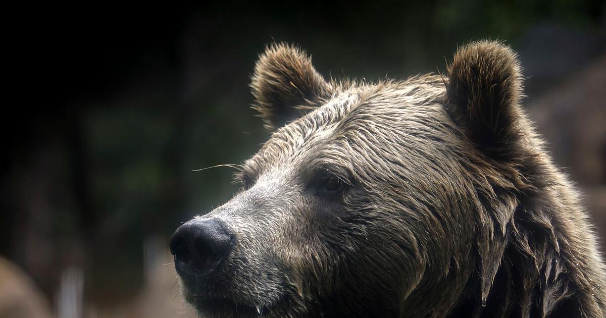 Berichte-Grizzlyb-r-greift-Grundschulklasse-an-Verletzte