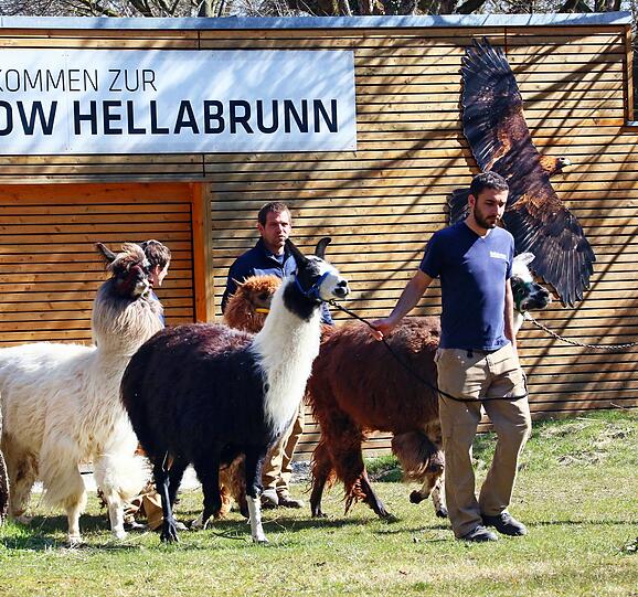 Alpaka-Hengst Manolito ist eher schüchtern und beobachtet das Treiben der Besucher lieber mit etwas Sicherheitsabstand.