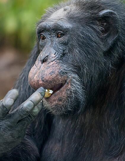 "Toni" wird 50: Der Methusalem-Affe aus dem, Tierpark Hellabrunn hat Geburtstag gefeiert. Die Bilder