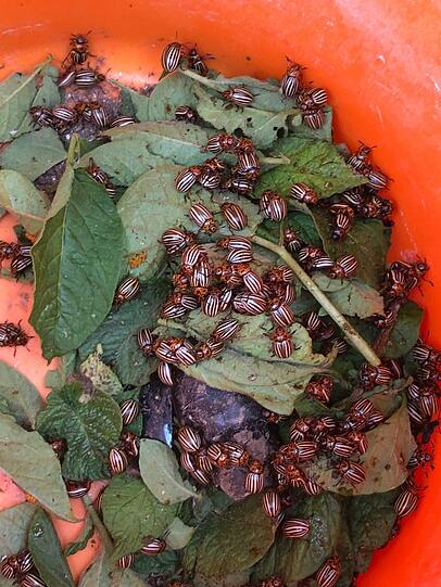 Abgesammelt: die gestreiften Kartoffelkäfer. Abgesammelt: die gestreiften Kartoffelkäfer.