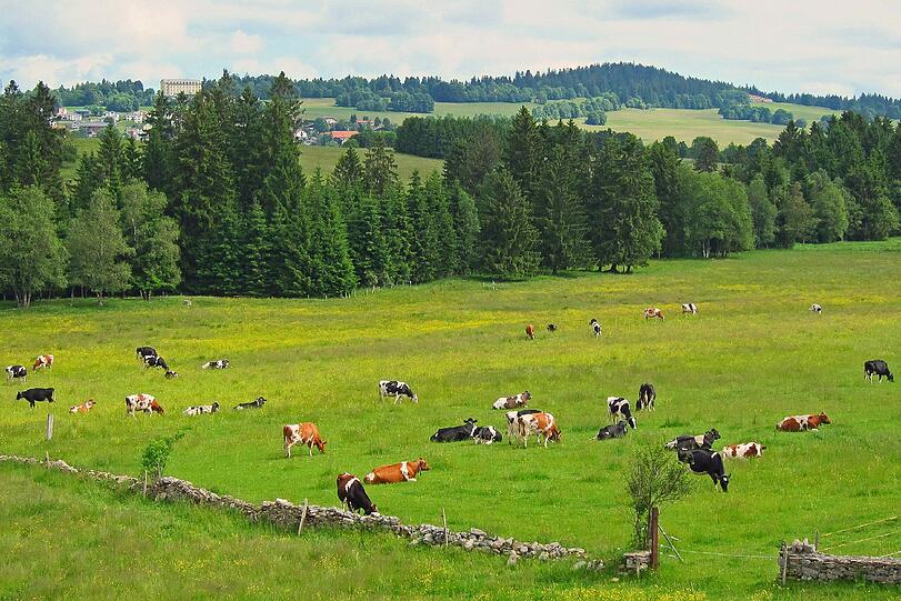 Trockenmauern begrenzen die Wydweiden