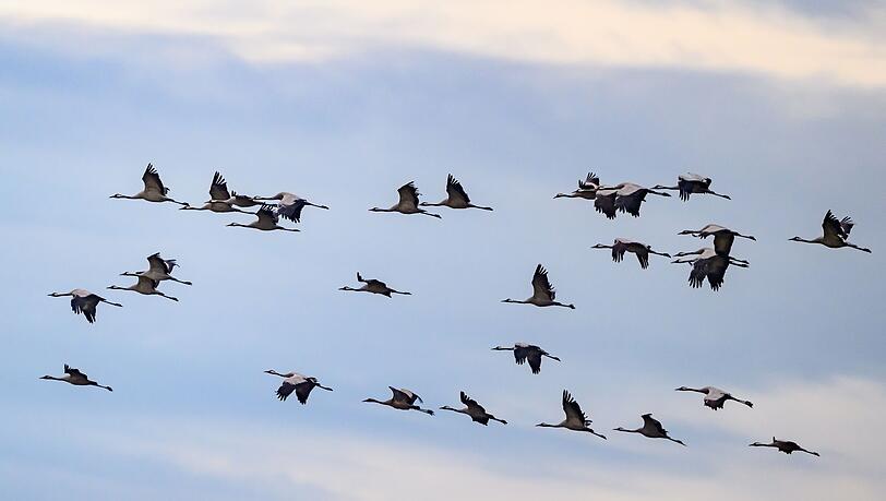 Während des Vogelzuges im Herbst besteht die größte Gefahr, dass Vögel gegen Glasfassaden fliegen. (Archivfoto)
