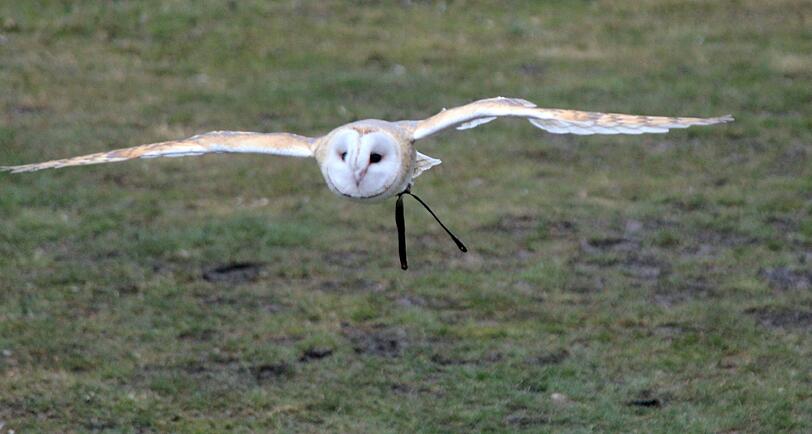 Die Greifvogel-Show im Tierpark hat jetzt eine richtige Zuschauertribüne bekommen. Am Dienstag wurde sie eröffnet.