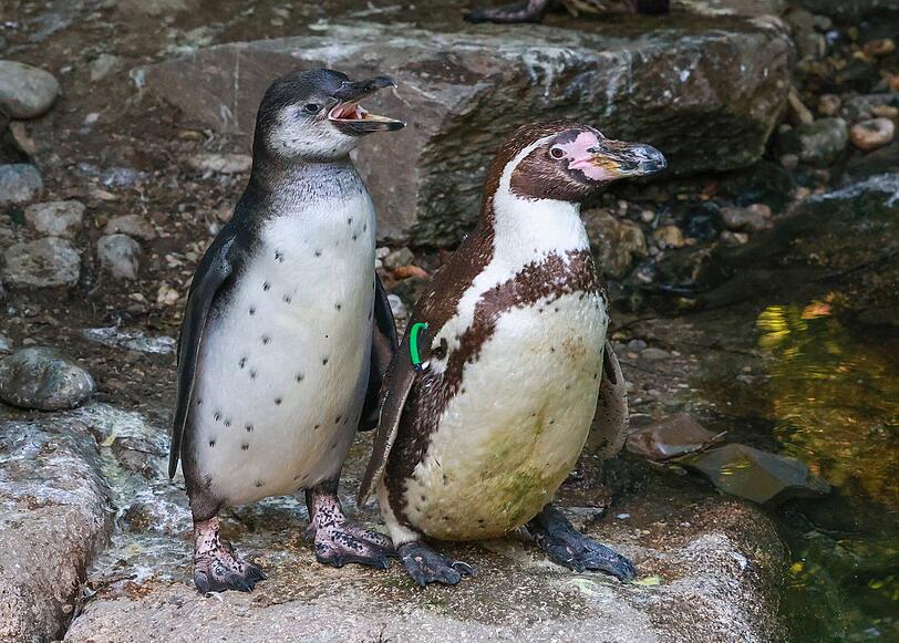 Der Junior-Humboldtpinguin hat noch keinen Streifen auf der Brust, sondern weißes Gefieder mit Pünktchen. Der Junior-Humboldtpinguin hat noch keinen Streifen auf der Brust, sondern weißes Gefieder mit Pünktchen.