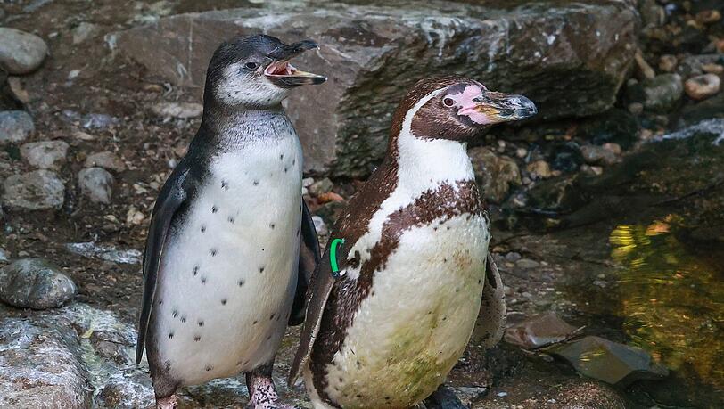 Der Junior-Humboldtpinguin hat noch keinen Streifen auf der Brust, sondern weißes Gefieder mit Pünktchen. Der Junior-Humboldtpinguin hat noch keinen Streifen auf der Brust, sondern weißes Gefieder mit Pünktchen.