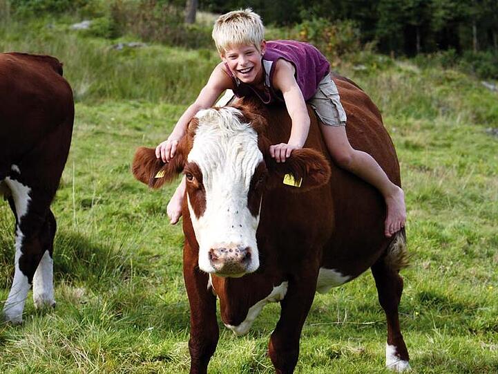 Auch im Winter möglich: In der Schweiz können Urlauber auf Rindviechern reiten.