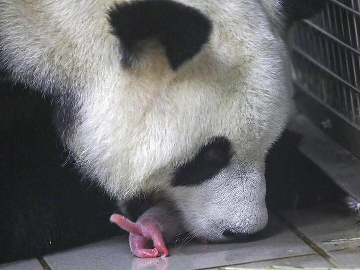 Die Panda-Mama Hao Hao kümmert sich rührend um ihren Nachwuchs, der - was normal ist - ohne Fell zur Welt gekommen ist.