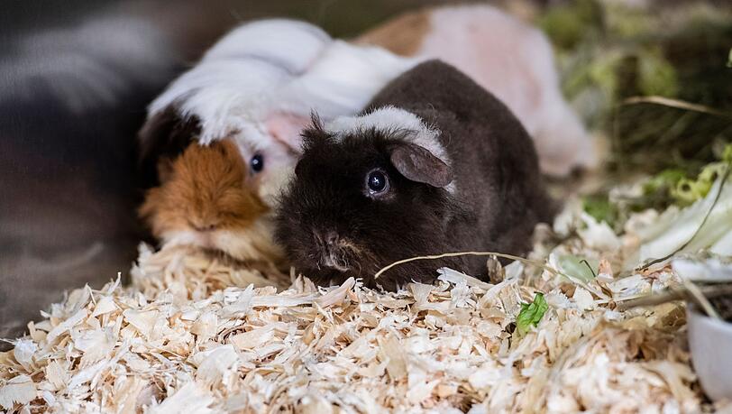 Die Polizei hat 20 Meerschweinchen in mit Einstreu ausgelegten Kisten gefunden. (Symbolbild) Die Polizei hat 20 Meerschweinchen in mit Einstreu ausgelegten Kisten gefunden. (Symbolbild)
