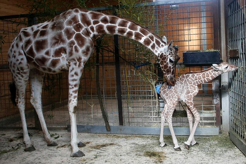 Familienzuwachs bei den Giraffen im Tierpark Hellabrunn: Mitte März brachte Mama Kabonga einen gesunden kleinen Giraffenbullen zur Welt. Einen Namen hat der Bub zwar noch nicht - aber ist jetzt schon ein kleiner Star.