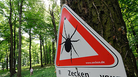 Zecken können die Erreger der Borreliose und der Hirnhautentzündung FSME übertragen.In Bayern ist die Gefahr besonders hoch.