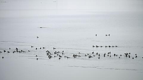 Im Bereich des Sees wurden Ende Oktober zahlreiche tote Vögel gefunden.