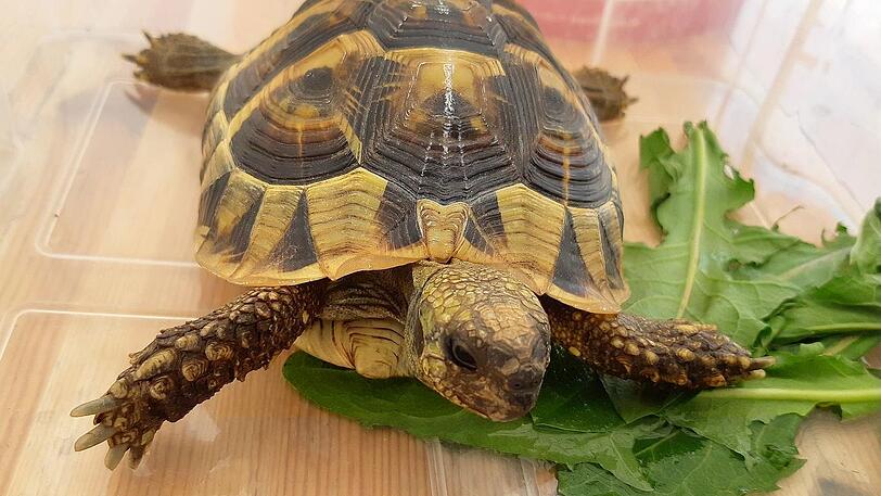 Diese griechische Landschildkröte lag im Handschuhfach eines Transporters.