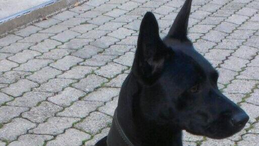 Wer Cleo sieht, sollte die Besitzer verständigen und nicht auf eigene Faust versuchen, das scheue Tier einzufangen. Wer Cleo sieht, sollte die Besitzer verständigen und nicht auf eigene Faust versuchen, das scheue Tier einzufangen.