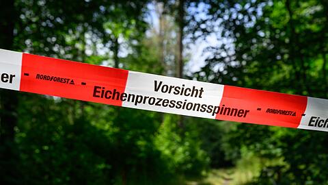 Der w&auml;rmeliebende Eichenprozessionsspinner konnte sich stark vermehren. Auch im Wald sind Eichen betroffenen. (Archivbild)