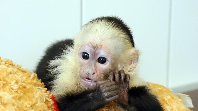 Biebers Affe ist 14 Wochen alt, unglaublich putzig - und derzeit im tierheim. Der Sänger selbst hat sich bislang noch nicht beim Tierheim gemeldet. Jetzt kommt Mally in einen Zoo. Biebers Affe ist 14 Wochen alt, unglaublich putzig - und derzeit im tierheim. Der Sänger selbst hat sich bislang noch nicht beim Tierheim gemeldet. Jetzt kommt Mally in einen Zoo.