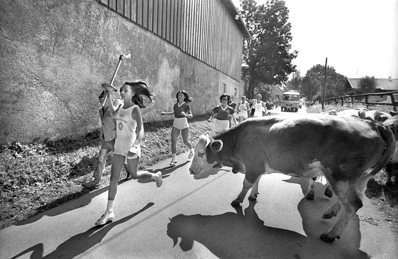 25. August 1972: Eine neugierige Kuh interessiert sich für den Fackellauf... Olympia 1972 München