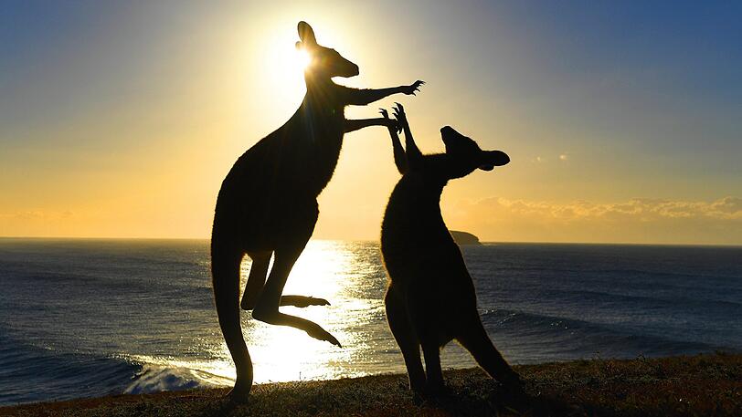 Zwei graue Riesenkängurus kämpfen am 02.08.2017 am Emerald Beach bei Coffs Harbour (Australien) gegeneinander. Gar nicht niedlich: Wenn Känguru-Männchen streiten, boxen sie auch mal.