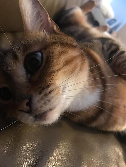 Bandita