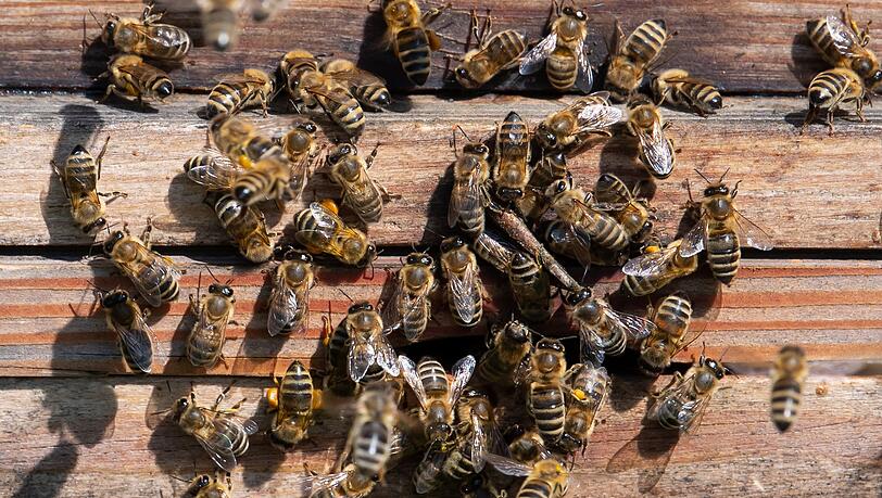 "Bayern verfehlt das Ausbauziel von 30 Prozent krachend", sagte Agnes Becker von der ÖDP. (Symbolbild)