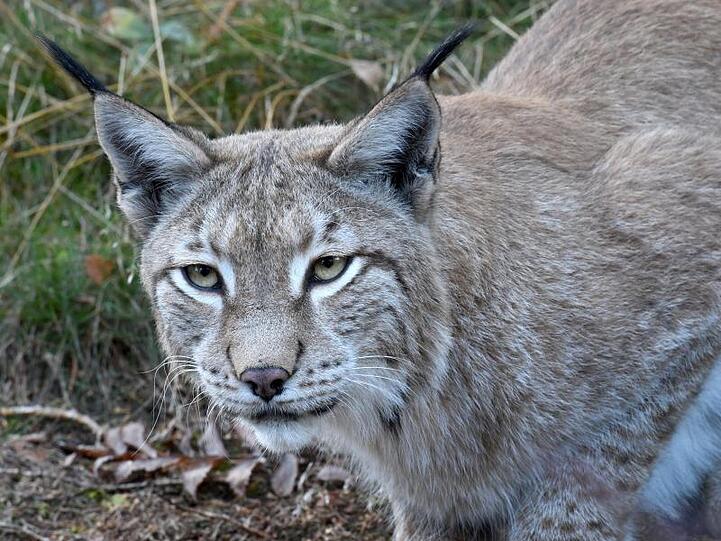 Ein Luchs. Foto: picture alliance / Holger Hollemann/dpa/Symbolbild