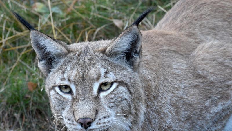Ein Luchs. Foto: picture alliance / Holger Hollemann/dpa/Symbolbild Ein Luchs. Foto: picture alliance / Holger Hollemann/dpa/Symbolbild