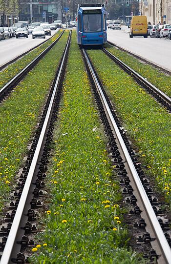 Das schöne Wetter lässt den Löwenzahn an allen Ecken und Enden sprießen. In München wächst der zähe Sproß selbst zwischen den Gleisen und bietet damit den wuchtigen Trambahnfahrten die Stirn.