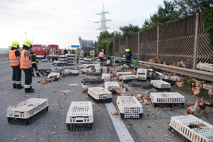 Ein Tiertransporter verliert 7.000 Hühner auf der Westautobahn in Österreich - die Bilder.