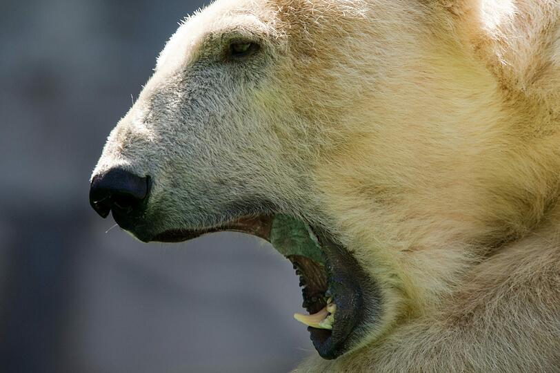 Den Eisbären macht die Hitze natürlich zu schaffen! Bilder aus dem Tierpark Hellabrunn!