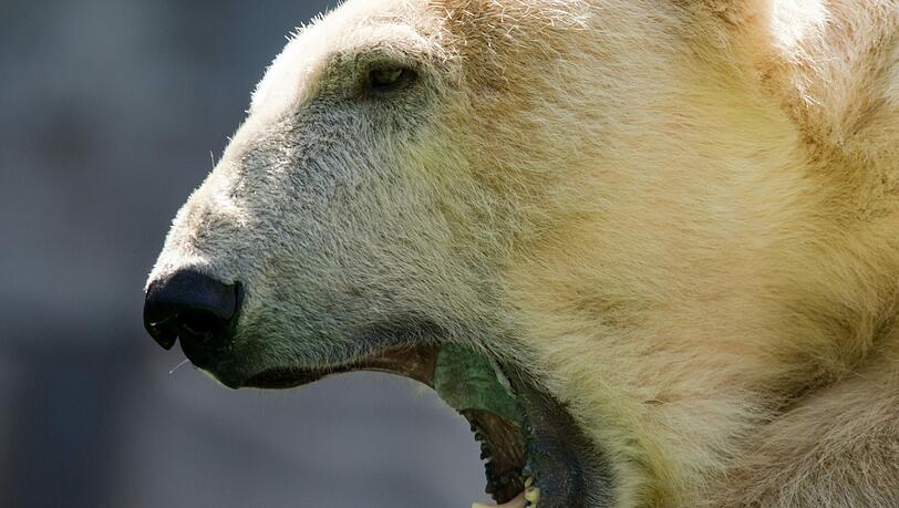 Den Eisbären macht die Hitze natürlich zu schaffen! Bilder aus dem Tierpark Hellabrunn! Den Eisbären macht die Hitze natürlich zu schaffen! Bilder aus dem Tierpark Hellabrunn!