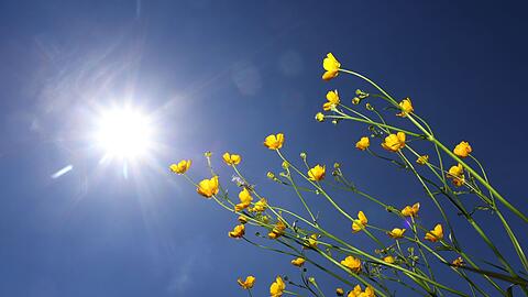 Butterblumen im Sonnenschein.
