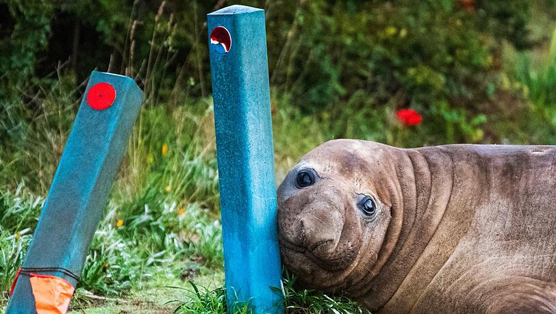 "Neil the Seal" ist in Australien ein Internet-Liebling. "Neil the Seal" ist in Australien ein Internet-Liebling.