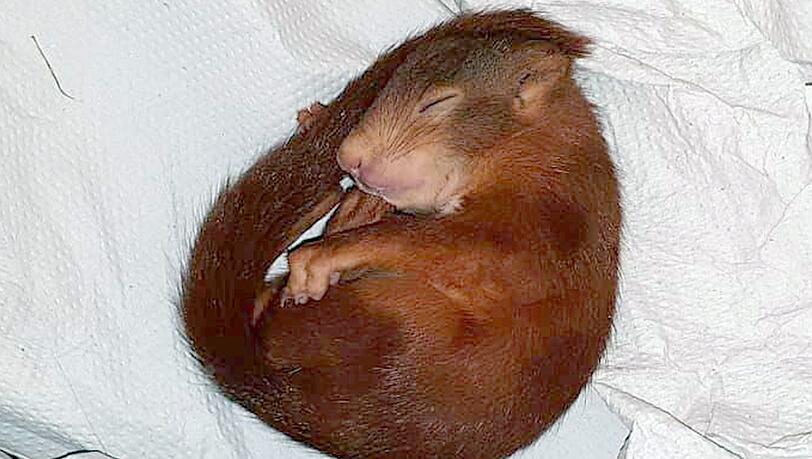 Ein Eichhörnchen liegt schlafend auf einem Lager. Zuvor hatte es hartnäckig einen Mann verfolgt und damit einen Polizeieinsatz ausgelöst. Ein Eichhörnchen liegt schlafend auf einem Lager. Zuvor hatte es hartnäckig einen Mann verfolgt und damit einen Polizeieinsatz ausgelöst.