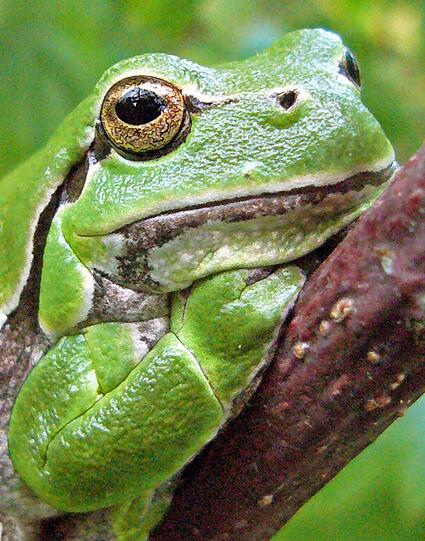 Grasgrün präsentiert sich der Laubfrosch.