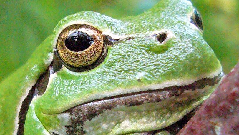 Grasgrün präsentiert sich der Laubfrosch. Grasgrün präsentiert sich der Laubfrosch.