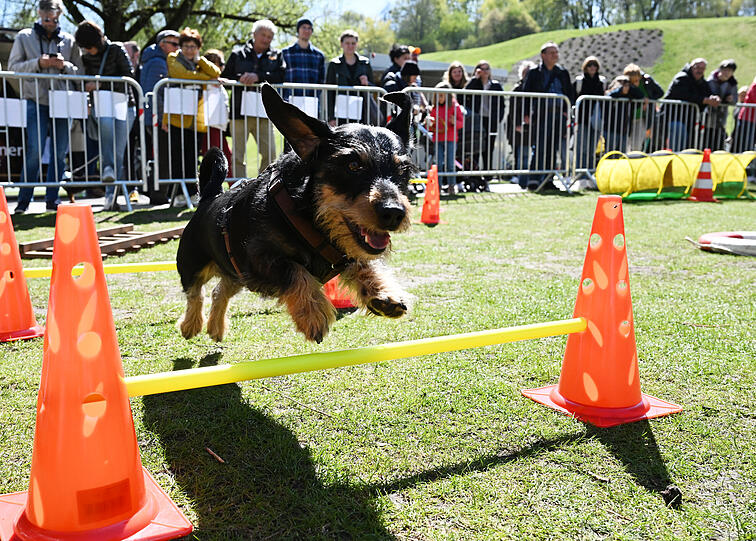 Die Bilder vom "Dackel-Day" im Olympiapark.