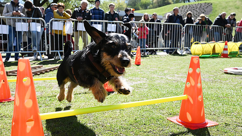 Die Bilder vom "Dackel-Day" im Olympiapark. Die Bilder vom "Dackel-Day" im Olympiapark.