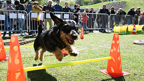 Die Bilder vom "Dackel-Day" im Olympiapark.
