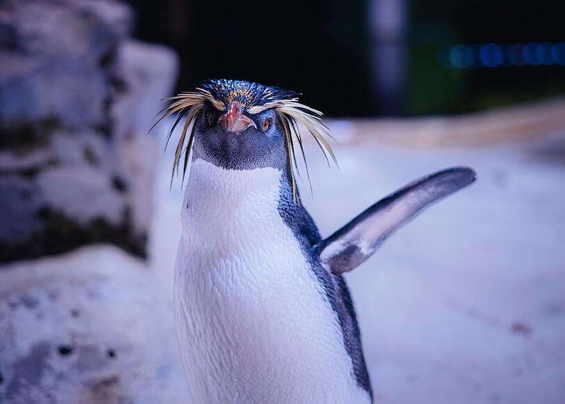 Er ist auch um 7 Uhr schon putzmunter und zutraulich: "Kowalski" nennen die Tierpfleger diesen Felsenpinguin.
