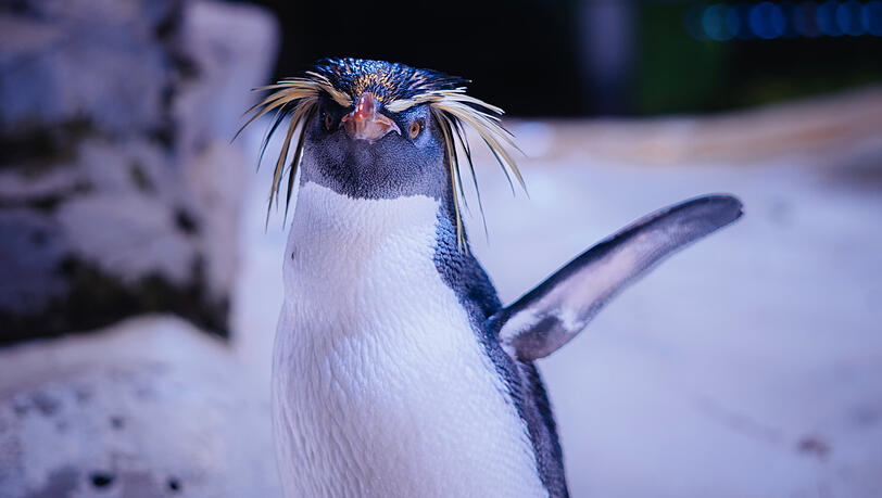 Er ist auch um 7 Uhr schon putzmunter und zutraulich: "Kowalski" nennen die Tierpfleger diesen Felsenpinguin. Er ist auch um 7 Uhr schon putzmunter und zutraulich: "Kowalski" nennen die Tierpfleger diesen Felsenpinguin.